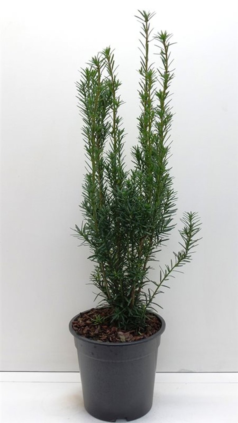 Taxus media 'Hicksii' - C3 40-50 CM